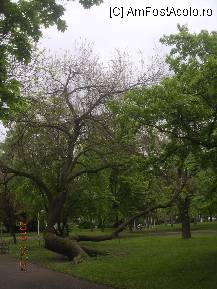 [P23] Arhitectura arborelului din parc » foto by abbilbal*
 - 
<span class="allrVoted glyphicon glyphicon-heart hidden" id="av84237"></span>
<a class="m-l-10 hidden" id="sv84237" onclick="voting_Foto_DelVot(,84237,5428)" role="button">șterge vot <span class="glyphicon glyphicon-remove"></span></a>
<a id="v984237" class=" c-red"  onclick="voting_Foto_SetVot(84237)" role="button"><span class="glyphicon glyphicon-heart-empty"></span> <b>LIKE</b> = Votează poza</a> <img class="hidden"  id="f84237W9" src="/imagini/loader.gif" border="0" /><span class="AjErrMes hidden" id="e84237ErM"></span>