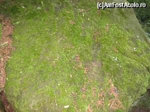 [P15] Piatra cu semne » foto by Testosu'
 - 
<span class="allrVoted glyphicon glyphicon-heart hidden" id="av559616"></span>
<a class="m-l-10 hidden" id="sv559616" onclick="voting_Foto_DelVot(,559616,5439)" role="button">șterge vot <span class="glyphicon glyphicon-remove"></span></a>
<a id="v9559616" class=" c-red"  onclick="voting_Foto_SetVot(559616)" role="button"><span class="glyphicon glyphicon-heart-empty"></span> <b>LIKE</b> = Votează poza</a> <img class="hidden"  id="f559616W9" src="/imagini/loader.gif" border="0" /><span class="AjErrMes hidden" id="e559616ErM"></span>