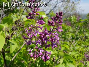 [P11] Liliac înflorit la tot pasul. » foto by Floryn81
 - 
<span class="allrVoted glyphicon glyphicon-heart hidden" id="av1224089"></span>
<a class="m-l-10 hidden" id="sv1224089" onclick="voting_Foto_DelVot(,1224089,5439)" role="button">șterge vot <span class="glyphicon glyphicon-remove"></span></a>
<a id="v91224089" class=" c-red"  onclick="voting_Foto_SetVot(1224089)" role="button"><span class="glyphicon glyphicon-heart-empty"></span> <b>LIKE</b> = Votează poza</a> <img class="hidden"  id="f1224089W9" src="/imagini/loader.gif" border="0" /><span class="AjErrMes hidden" id="e1224089ErM"></span>