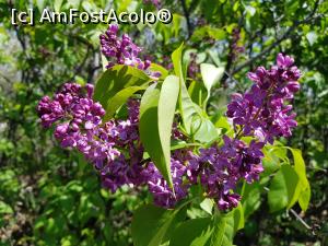[P18] Alte flori de liliac. » foto by Floryn81
 - 
<span class="allrVoted glyphicon glyphicon-heart hidden" id="av1224096"></span>
<a class="m-l-10 hidden" id="sv1224096" onclick="voting_Foto_DelVot(,1224096,5439)" role="button">șterge vot <span class="glyphicon glyphicon-remove"></span></a>
<a id="v91224096" class=" c-red"  onclick="voting_Foto_SetVot(1224096)" role="button"><span class="glyphicon glyphicon-heart-empty"></span> <b>LIKE</b> = Votează poza</a> <img class="hidden"  id="f1224096W9" src="/imagini/loader.gif" border="0" /><span class="AjErrMes hidden" id="e1224096ErM"></span>