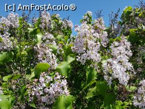 [P21] Liliac înflorit la final de aprilie. » foto by Floryn81
 - 
<span class="allrVoted glyphicon glyphicon-heart hidden" id="av1224099"></span>
<a class="m-l-10 hidden" id="sv1224099" onclick="voting_Foto_DelVot(,1224099,5439)" role="button">șterge vot <span class="glyphicon glyphicon-remove"></span></a>
<a id="v91224099" class=" c-red"  onclick="voting_Foto_SetVot(1224099)" role="button"><span class="glyphicon glyphicon-heart-empty"></span> <b>LIKE</b> = Votează poza</a> <img class="hidden"  id="f1224099W9" src="/imagini/loader.gif" border="0" /><span class="AjErrMes hidden" id="e1224099ErM"></span>