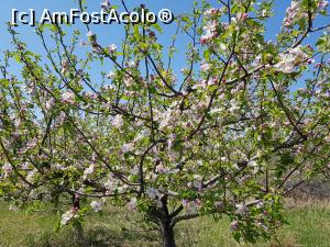 [P26] Pomii înfloriți erau încântători. » foto by Floryn81
 - 
<span class="allrVoted glyphicon glyphicon-heart hidden" id="av1224104"></span>
<a class="m-l-10 hidden" id="sv1224104" onclick="voting_Foto_DelVot(,1224104,5439)" role="button">șterge vot <span class="glyphicon glyphicon-remove"></span></a>
<a id="v91224104" class=" c-red"  onclick="voting_Foto_SetVot(1224104)" role="button"><span class="glyphicon glyphicon-heart-empty"></span> <b>LIKE</b> = Votează poza</a> <img class="hidden"  id="f1224104W9" src="/imagini/loader.gif" border="0" /><span class="AjErrMes hidden" id="e1224104ErM"></span>
