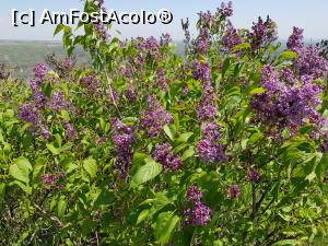 [P28] Plimbare prin rezervația de tip floristic ”Dealul cu lilieci” de la Cernătești, județul Buzău. » foto by Floryn81
 - 
<span class="allrVoted glyphicon glyphicon-heart hidden" id="av1224106"></span>
<a class="m-l-10 hidden" id="sv1224106" onclick="voting_Foto_DelVot(,1224106,5439)" role="button">șterge vot <span class="glyphicon glyphicon-remove"></span></a>
<a id="v91224106" class=" c-red"  onclick="voting_Foto_SetVot(1224106)" role="button"><span class="glyphicon glyphicon-heart-empty"></span> <b>LIKE</b> = Votează poza</a> <img class="hidden"  id="f1224106W9" src="/imagini/loader.gif" border="0" /><span class="AjErrMes hidden" id="e1224106ErM"></span>