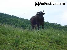 [P40] Hopa!!! Ce căutați în lumea mea, intrușilor? » foto by Floryn81
 - 
<span class="allrVoted glyphicon glyphicon-heart hidden" id="av310641"></span>
<a class="m-l-10 hidden" id="sv310641" onclick="voting_Foto_DelVot(,310641,5439)" role="button">șterge vot <span class="glyphicon glyphicon-remove"></span></a>
<a id="v9310641" class=" c-red"  onclick="voting_Foto_SetVot(310641)" role="button"><span class="glyphicon glyphicon-heart-empty"></span> <b>LIKE</b> = Votează poza</a> <img class="hidden"  id="f310641W9" src="/imagini/loader.gif" border="0" /><span class="AjErrMes hidden" id="e310641ErM"></span>