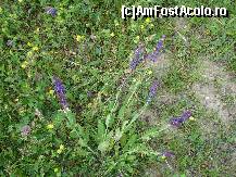 [P07] Mostre din flora locală » foto by Floryn81
 - 
<span class="allrVoted glyphicon glyphicon-heart hidden" id="av310592"></span>
<a class="m-l-10 hidden" id="sv310592" onclick="voting_Foto_DelVot(,310592,5439)" role="button">șterge vot <span class="glyphicon glyphicon-remove"></span></a>
<a id="v9310592" class=" c-red"  onclick="voting_Foto_SetVot(310592)" role="button"><span class="glyphicon glyphicon-heart-empty"></span> <b>LIKE</b> = Votează poza</a> <img class="hidden"  id="f310592W9" src="/imagini/loader.gif" border="0" /><span class="AjErrMes hidden" id="e310592ErM"></span>