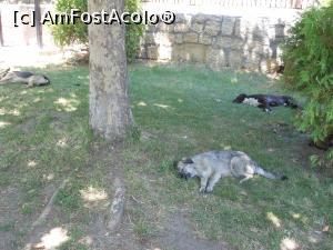 [P23] Pietroasele - In parc. » foto by iulianic
 - 
<span class="allrVoted glyphicon glyphicon-heart hidden" id="av1305990"></span>
<a class="m-l-10 hidden" id="sv1305990" onclick="voting_Foto_DelVot(,1305990,5439)" role="button">șterge vot <span class="glyphicon glyphicon-remove"></span></a>
<a id="v91305990" class=" c-red"  onclick="voting_Foto_SetVot(1305990)" role="button"><span class="glyphicon glyphicon-heart-empty"></span> <b>LIKE</b> = Votează poza</a> <img class="hidden"  id="f1305990W9" src="/imagini/loader.gif" border="0" /><span class="AjErrMes hidden" id="e1305990ErM"></span>