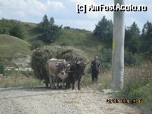 [P16] Mai e mult pana departe ??? » foto by BEBEPETRESCU
 - 
<span class="allrVoted glyphicon glyphicon-heart hidden" id="av288671"></span>
<a class="m-l-10 hidden" id="sv288671" onclick="voting_Foto_DelVot(,288671,5439)" role="button">șterge vot <span class="glyphicon glyphicon-remove"></span></a>
<a id="v9288671" class=" c-red"  onclick="voting_Foto_SetVot(288671)" role="button"><span class="glyphicon glyphicon-heart-empty"></span> <b>LIKE</b> = Votează poza</a> <img class="hidden"  id="f288671W9" src="/imagini/loader.gif" border="0" /><span class="AjErrMes hidden" id="e288671ErM"></span>