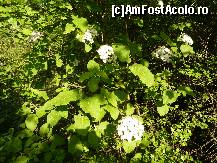 [P07] dar si floricele frumoase » foto by adri-nico
 - 
<span class="allrVoted glyphicon glyphicon-heart hidden" id="av313904"></span>
<a class="m-l-10 hidden" id="sv313904" onclick="voting_Foto_DelVot(,313904,5439)" role="button">șterge vot <span class="glyphicon glyphicon-remove"></span></a>
<a id="v9313904" class=" c-red"  onclick="voting_Foto_SetVot(313904)" role="button"><span class="glyphicon glyphicon-heart-empty"></span> <b>LIKE</b> = Votează poza</a> <img class="hidden"  id="f313904W9" src="/imagini/loader.gif" border="0" /><span class="AjErrMes hidden" id="e313904ErM"></span>
