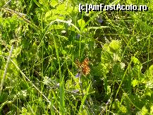 [P08] floricele si fluturasi viu colorati » foto by adri-nico
 - 
<span class="allrVoted glyphicon glyphicon-heart hidden" id="av313905"></span>
<a class="m-l-10 hidden" id="sv313905" onclick="voting_Foto_DelVot(,313905,5439)" role="button">șterge vot <span class="glyphicon glyphicon-remove"></span></a>
<a id="v9313905" class=" c-red"  onclick="voting_Foto_SetVot(313905)" role="button"><span class="glyphicon glyphicon-heart-empty"></span> <b>LIKE</b> = Votează poza</a> <img class="hidden"  id="f313905W9" src="/imagini/loader.gif" border="0" /><span class="AjErrMes hidden" id="e313905ErM"></span>