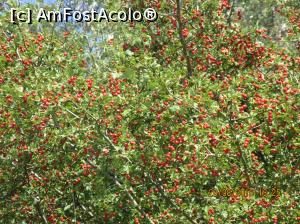 [P18] avem gherghineee coapteee!  » foto by adri-nico
 - 
<span class="allrVoted glyphicon glyphicon-heart hidden" id="av782832"></span>
<a class="m-l-10 hidden" id="sv782832" onclick="voting_Foto_DelVot(,782832,5439)" role="button">șterge vot <span class="glyphicon glyphicon-remove"></span></a>
<a id="v9782832" class=" c-red"  onclick="voting_Foto_SetVot(782832)" role="button"><span class="glyphicon glyphicon-heart-empty"></span> <b>LIKE</b> = Votează poza</a> <img class="hidden"  id="f782832W9" src="/imagini/loader.gif" border="0" /><span class="AjErrMes hidden" id="e782832ErM"></span>