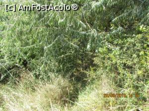 [P30] 'poarta ' de intrare spre cararea pietruita » foto by adri-nico
 - 
<span class="allrVoted glyphicon glyphicon-heart hidden" id="av782877"></span>
<a class="m-l-10 hidden" id="sv782877" onclick="voting_Foto_DelVot(,782877,5439)" role="button">șterge vot <span class="glyphicon glyphicon-remove"></span></a>
<a id="v9782877" class=" c-red"  onclick="voting_Foto_SetVot(782877)" role="button"><span class="glyphicon glyphicon-heart-empty"></span> <b>LIKE</b> = Votează poza</a> <img class="hidden"  id="f782877W9" src="/imagini/loader.gif" border="0" /><span class="AjErrMes hidden" id="e782877ErM"></span>