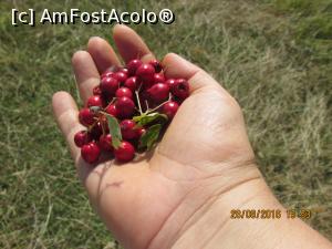 [P52] sa mincati gherghine, fac bine la inima!  » foto by adri-nico
 - 
<span class="allrVoted glyphicon glyphicon-heart hidden" id="av782942"></span>
<a class="m-l-10 hidden" id="sv782942" onclick="voting_Foto_DelVot(,782942,5439)" role="button">șterge vot <span class="glyphicon glyphicon-remove"></span></a>
<a id="v9782942" class=" c-red"  onclick="voting_Foto_SetVot(782942)" role="button"><span class="glyphicon glyphicon-heart-empty"></span> <b>LIKE</b> = Votează poza</a> <img class="hidden"  id="f782942W9" src="/imagini/loader.gif" border="0" /><span class="AjErrMes hidden" id="e782942ErM"></span>