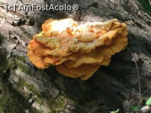 [P05] o ciuperca crescuta pe un trunchi de copac » foto by Dan&Ema
 - 
<span class="allrVoted glyphicon glyphicon-heart hidden" id="av866165"></span>
<a class="m-l-10 hidden" id="sv866165" onclick="voting_Foto_DelVot(,866165,5439)" role="button">șterge vot <span class="glyphicon glyphicon-remove"></span></a>
<a id="v9866165" class=" c-red"  onclick="voting_Foto_SetVot(866165)" role="button"><span class="glyphicon glyphicon-heart-empty"></span> <b>LIKE</b> = Votează poza</a> <img class="hidden"  id="f866165W9" src="/imagini/loader.gif" border="0" /><span class="AjErrMes hidden" id="e866165ErM"></span>