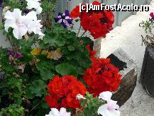 [P28] Floricele » foto by cristisch2003
 - 
<span class="allrVoted glyphicon glyphicon-heart hidden" id="av108237"></span>
<a class="m-l-10 hidden" id="sv108237" onclick="voting_Foto_DelVot(,108237,5439)" role="button">șterge vot <span class="glyphicon glyphicon-remove"></span></a>
<a id="v9108237" class=" c-red"  onclick="voting_Foto_SetVot(108237)" role="button"><span class="glyphicon glyphicon-heart-empty"></span> <b>LIKE</b> = Votează poza</a> <img class="hidden"  id="f108237W9" src="/imagini/loader.gif" border="0" /><span class="AjErrMes hidden" id="e108237ErM"></span>