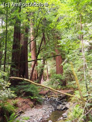 [P14] Muir Woods » foto by DanCld
 - 
<span class="allrVoted glyphicon glyphicon-heart hidden" id="av988121"></span>
<a class="m-l-10 hidden" id="sv988121" onclick="voting_Foto_DelVot(,988121,5485)" role="button">șterge vot <span class="glyphicon glyphicon-remove"></span></a>
<a id="v9988121" class=" c-red"  onclick="voting_Foto_SetVot(988121)" role="button"><span class="glyphicon glyphicon-heart-empty"></span> <b>LIKE</b> = Votează poza</a> <img class="hidden"  id="f988121W9" src="/imagini/loader.gif" border="0" /><span class="AjErrMes hidden" id="e988121ErM"></span>