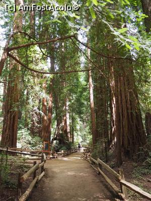 [P15] Muir Woods » foto by DanCld
 - 
<span class="allrVoted glyphicon glyphicon-heart hidden" id="av988122"></span>
<a class="m-l-10 hidden" id="sv988122" onclick="voting_Foto_DelVot(,988122,5485)" role="button">șterge vot <span class="glyphicon glyphicon-remove"></span></a>
<a id="v9988122" class=" c-red"  onclick="voting_Foto_SetVot(988122)" role="button"><span class="glyphicon glyphicon-heart-empty"></span> <b>LIKE</b> = Votează poza</a> <img class="hidden"  id="f988122W9" src="/imagini/loader.gif" border="0" /><span class="AjErrMes hidden" id="e988122ErM"></span>