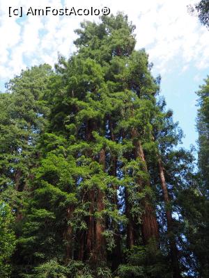 [P16] Muir Woods » foto by DanCld
 - 
<span class="allrVoted glyphicon glyphicon-heart hidden" id="av988123"></span>
<a class="m-l-10 hidden" id="sv988123" onclick="voting_Foto_DelVot(,988123,5485)" role="button">șterge vot <span class="glyphicon glyphicon-remove"></span></a>
<a id="v9988123" class=" c-red"  onclick="voting_Foto_SetVot(988123)" role="button"><span class="glyphicon glyphicon-heart-empty"></span> <b>LIKE</b> = Votează poza</a> <img class="hidden"  id="f988123W9" src="/imagini/loader.gif" border="0" /><span class="AjErrMes hidden" id="e988123ErM"></span>