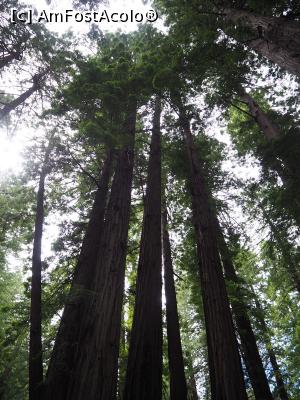 [P18] Muir Woods » foto by DanCld
 - 
<span class="allrVoted glyphicon glyphicon-heart hidden" id="av988125"></span>
<a class="m-l-10 hidden" id="sv988125" onclick="voting_Foto_DelVot(,988125,5485)" role="button">șterge vot <span class="glyphicon glyphicon-remove"></span></a>
<a id="v9988125" class=" c-red"  onclick="voting_Foto_SetVot(988125)" role="button"><span class="glyphicon glyphicon-heart-empty"></span> <b>LIKE</b> = Votează poza</a> <img class="hidden"  id="f988125W9" src="/imagini/loader.gif" border="0" /><span class="AjErrMes hidden" id="e988125ErM"></span>
