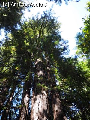 [P08] Big Sur, zona satului de vacanță - redwoods (sequoia)  » foto by DanCld
 - 
<span class="allrVoted glyphicon glyphicon-heart hidden" id="av1021117"></span>
<a class="m-l-10 hidden" id="sv1021117" onclick="voting_Foto_DelVot(,1021117,5485)" role="button">șterge vot <span class="glyphicon glyphicon-remove"></span></a>
<a id="v91021117" class=" c-red"  onclick="voting_Foto_SetVot(1021117)" role="button"><span class="glyphicon glyphicon-heart-empty"></span> <b>LIKE</b> = Votează poza</a> <img class="hidden"  id="f1021117W9" src="/imagini/loader.gif" border="0" /><span class="AjErrMes hidden" id="e1021117ErM"></span>