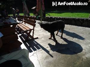 [P14] rotweilerul cabanei » foto by marocanu21
 - 
<span class="allrVoted glyphicon glyphicon-heart hidden" id="av396233"></span>
<a class="m-l-10 hidden" id="sv396233" onclick="voting_Foto_DelVot(,396233,5504)" role="button">șterge vot <span class="glyphicon glyphicon-remove"></span></a>
<a id="v9396233" class=" c-red"  onclick="voting_Foto_SetVot(396233)" role="button"><span class="glyphicon glyphicon-heart-empty"></span> <b>LIKE</b> = Votează poza</a> <img class="hidden"  id="f396233W9" src="/imagini/loader.gif" border="0" /><span class="AjErrMes hidden" id="e396233ErM"></span>