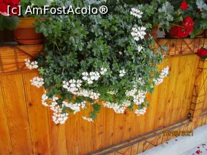 [P16] Una dintre frumuseți ... » foto by puiutea
 - 
<span class="allrVoted glyphicon glyphicon-heart hidden" id="av1247727"></span>
<a class="m-l-10 hidden" id="sv1247727" onclick="voting_Foto_DelVot(,1247727,5504)" role="button">șterge vot <span class="glyphicon glyphicon-remove"></span></a>
<a id="v91247727" class=" c-red"  onclick="voting_Foto_SetVot(1247727)" role="button"><span class="glyphicon glyphicon-heart-empty"></span> <b>LIKE</b> = Votează poza</a> <img class="hidden"  id="f1247727W9" src="/imagini/loader.gif" border="0" /><span class="AjErrMes hidden" id="e1247727ErM"></span>