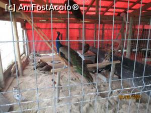 [P12] Mica grădină zoologică ... » foto by puiutea
 - 
<span class="allrVoted glyphicon glyphicon-heart hidden" id="av1303570"></span>
<a class="m-l-10 hidden" id="sv1303570" onclick="voting_Foto_DelVot(,1303570,5504)" role="button">șterge vot <span class="glyphicon glyphicon-remove"></span></a>
<a id="v91303570" class=" c-red"  onclick="voting_Foto_SetVot(1303570)" role="button"><span class="glyphicon glyphicon-heart-empty"></span> <b>LIKE</b> = Votează poza</a> <img class="hidden"  id="f1303570W9" src="/imagini/loader.gif" border="0" /><span class="AjErrMes hidden" id="e1303570ErM"></span>