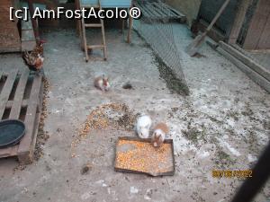 [P13] Animăluțele mânăstirii » foto by puiutea
 - 
<span class="allrVoted glyphicon glyphicon-heart hidden" id="av1303571"></span>
<a class="m-l-10 hidden" id="sv1303571" onclick="voting_Foto_DelVot(,1303571,5504)" role="button">șterge vot <span class="glyphicon glyphicon-remove"></span></a>
<a id="v91303571" class=" c-red"  onclick="voting_Foto_SetVot(1303571)" role="button"><span class="glyphicon glyphicon-heart-empty"></span> <b>LIKE</b> = Votează poza</a> <img class="hidden"  id="f1303571W9" src="/imagini/loader.gif" border="0" /><span class="AjErrMes hidden" id="e1303571ErM"></span>