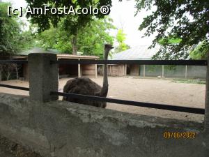 [P16] Au chiar și struți » foto by puiutea
 - 
<span class="allrVoted glyphicon glyphicon-heart hidden" id="av1303574"></span>
<a class="m-l-10 hidden" id="sv1303574" onclick="voting_Foto_DelVot(,1303574,5504)" role="button">șterge vot <span class="glyphicon glyphicon-remove"></span></a>
<a id="v91303574" class=" c-red"  onclick="voting_Foto_SetVot(1303574)" role="button"><span class="glyphicon glyphicon-heart-empty"></span> <b>LIKE</b> = Votează poza</a> <img class="hidden"  id="f1303574W9" src="/imagini/loader.gif" border="0" /><span class="AjErrMes hidden" id="e1303574ErM"></span>