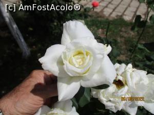 [P24] Puritate ... » foto by puiutea
 - 
<span class="allrVoted glyphicon glyphicon-heart hidden" id="av1303582"></span>
<a class="m-l-10 hidden" id="sv1303582" onclick="voting_Foto_DelVot(,1303582,5504)" role="button">șterge vot <span class="glyphicon glyphicon-remove"></span></a>
<a id="v91303582" class=" c-red"  onclick="voting_Foto_SetVot(1303582)" role="button"><span class="glyphicon glyphicon-heart-empty"></span> <b>LIKE</b> = Votează poza</a> <img class="hidden"  id="f1303582W9" src="/imagini/loader.gif" border="0" /><span class="AjErrMes hidden" id="e1303582ErM"></span>