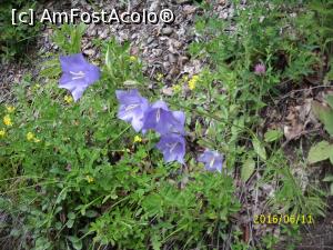 [P12] Frumusețile naturii » foto by puiutea
 - 
<span class="allrVoted glyphicon glyphicon-heart hidden" id="av751845"></span>
<a class="m-l-10 hidden" id="sv751845" onclick="voting_Foto_DelVot(,751845,5504)" role="button">șterge vot <span class="glyphicon glyphicon-remove"></span></a>
<a id="v9751845" class=" c-red"  onclick="voting_Foto_SetVot(751845)" role="button"><span class="glyphicon glyphicon-heart-empty"></span> <b>LIKE</b> = Votează poza</a> <img class="hidden"  id="f751845W9" src="/imagini/loader.gif" border="0" /><span class="AjErrMes hidden" id="e751845ErM"></span>