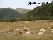 [P122]  -- <small>// FĂRĂ DESCRIERE</small> » foto by susu
 - 
<span class="allrVoted glyphicon glyphicon-heart hidden" id="av412984"></span>
<a class="m-l-10 hidden" id="sv412984" onclick="voting_Foto_DelVot(,412984,5504)" role="button">șterge vot <span class="glyphicon glyphicon-remove"></span></a>
<a id="v9412984" class=" c-red"  onclick="voting_Foto_SetVot(412984)" role="button"><span class="glyphicon glyphicon-heart-empty"></span> <b>LIKE</b> = Votează poza</a> <img class="hidden"  id="f412984W9" src="/imagini/loader.gif" border="0" /><span class="AjErrMes hidden" id="e412984ErM"></span>