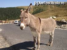 [P21]  -- <small>// FĂRĂ DESCRIERE</small> » foto by susu
 - 
<span class="allrVoted glyphicon glyphicon-heart hidden" id="av412883"></span>
<a class="m-l-10 hidden" id="sv412883" onclick="voting_Foto_DelVot(,412883,5504)" role="button">șterge vot <span class="glyphicon glyphicon-remove"></span></a>
<a id="v9412883" class=" c-red"  onclick="voting_Foto_SetVot(412883)" role="button"><span class="glyphicon glyphicon-heart-empty"></span> <b>LIKE</b> = Votează poza</a> <img class="hidden"  id="f412883W9" src="/imagini/loader.gif" border="0" /><span class="AjErrMes hidden" id="e412883ErM"></span>