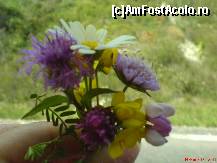 [P12] am culess floricele de munte » foto by valimi
 - 
<span class="allrVoted glyphicon glyphicon-heart hidden" id="av70447"></span>
<a class="m-l-10 hidden" id="sv70447" onclick="voting_Foto_DelVot(,70447,5504)" role="button">șterge vot <span class="glyphicon glyphicon-remove"></span></a>
<a id="v970447" class=" c-red"  onclick="voting_Foto_SetVot(70447)" role="button"><span class="glyphicon glyphicon-heart-empty"></span> <b>LIKE</b> = Votează poza</a> <img class="hidden"  id="f70447W9" src="/imagini/loader.gif" border="0" /><span class="AjErrMes hidden" id="e70447ErM"></span>