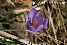 [P17] Brandusa de munte » foto by gregorio
 - 
<span class="allrVoted glyphicon glyphicon-heart hidden" id="av65929"></span>
<a class="m-l-10 hidden" id="sv65929" onclick="voting_Foto_DelVot(,65929,5504)" role="button">șterge vot <span class="glyphicon glyphicon-remove"></span></a>
<a id="v965929" class=" c-red"  onclick="voting_Foto_SetVot(65929)" role="button"><span class="glyphicon glyphicon-heart-empty"></span> <b>LIKE</b> = Votează poza</a> <img class="hidden"  id="f65929W9" src="/imagini/loader.gif" border="0" /><span class="AjErrMes hidden" id="e65929ErM"></span>