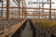 [P19] Adaria Garden - Gilau. Ferma de cactusi » foto by gregorio
 - 
<span class="allrVoted glyphicon glyphicon-heart hidden" id="av67700"></span>
<a class="m-l-10 hidden" id="sv67700" onclick="voting_Foto_DelVot(,67700,5504)" role="button">șterge vot <span class="glyphicon glyphicon-remove"></span></a>
<a id="v967700" class=" c-red"  onclick="voting_Foto_SetVot(67700)" role="button"><span class="glyphicon glyphicon-heart-empty"></span> <b>LIKE</b> = Votează poza</a> <img class="hidden"  id="f67700W9" src="/imagini/loader.gif" border="0" /><span class="AjErrMes hidden" id="e67700ErM"></span>