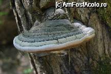 [P33] Cheile Turzii - iasca » foto by gregorio
 - 
<span class="allrVoted glyphicon glyphicon-heart hidden" id="av67714"></span>
<a class="m-l-10 hidden" id="sv67714" onclick="voting_Foto_DelVot(,67714,5504)" role="button">șterge vot <span class="glyphicon glyphicon-remove"></span></a>
<a id="v967714" class=" c-red"  onclick="voting_Foto_SetVot(67714)" role="button"><span class="glyphicon glyphicon-heart-empty"></span> <b>LIKE</b> = Votează poza</a> <img class="hidden"  id="f67714W9" src="/imagini/loader.gif" border="0" /><span class="AjErrMes hidden" id="e67714ErM"></span>