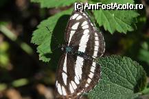 [P46] Cheile Turzii - fluture » foto by gregorio
 - 
<span class="allrVoted glyphicon glyphicon-heart hidden" id="av67727"></span>
<a class="m-l-10 hidden" id="sv67727" onclick="voting_Foto_DelVot(,67727,5504)" role="button">șterge vot <span class="glyphicon glyphicon-remove"></span></a>
<a id="v967727" class=" c-red"  onclick="voting_Foto_SetVot(67727)" role="button"><span class="glyphicon glyphicon-heart-empty"></span> <b>LIKE</b> = Votează poza</a> <img class="hidden"  id="f67727W9" src="/imagini/loader.gif" border="0" /><span class="AjErrMes hidden" id="e67727ErM"></span>