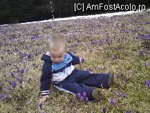 [P12] campul cu branduse » foto by Alina Morar
 - 
<span class="allrVoted glyphicon glyphicon-heart hidden" id="av79052"></span>
<a class="m-l-10 hidden" id="sv79052" onclick="voting_Foto_DelVot(,79052,5517)" role="button">șterge vot <span class="glyphicon glyphicon-remove"></span></a>
<a id="v979052" class=" c-red"  onclick="voting_Foto_SetVot(79052)" role="button"><span class="glyphicon glyphicon-heart-empty"></span> <b>LIKE</b> = Votează poza</a> <img class="hidden"  id="f79052W9" src="/imagini/loader.gif" border="0" /><span class="AjErrMes hidden" id="e79052ErM"></span>