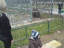 [P23] ursul cel suparat si chinuit » foto by Alina Morar
 - 
<span class="allrVoted glyphicon glyphicon-heart hidden" id="av79063"></span>
<a class="m-l-10 hidden" id="sv79063" onclick="voting_Foto_DelVot(,79063,5517)" role="button">șterge vot <span class="glyphicon glyphicon-remove"></span></a>
<a id="v979063" class=" c-red"  onclick="voting_Foto_SetVot(79063)" role="button"><span class="glyphicon glyphicon-heart-empty"></span> <b>LIKE</b> = Votează poza</a> <img class="hidden"  id="f79063W9" src="/imagini/loader.gif" border="0" /><span class="AjErrMes hidden" id="e79063ErM"></span>