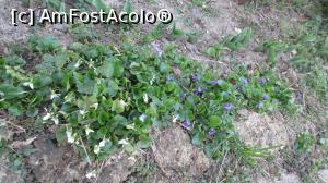 [P16] Toporași albi și mov » foto by crismis
 - 
<span class="allrVoted glyphicon glyphicon-heart hidden" id="av745133"></span>
<a class="m-l-10 hidden" id="sv745133" onclick="voting_Foto_DelVot(,745133,5529)" role="button">șterge vot <span class="glyphicon glyphicon-remove"></span></a>
<a id="v9745133" class=" c-red"  onclick="voting_Foto_SetVot(745133)" role="button"><span class="glyphicon glyphicon-heart-empty"></span> <b>LIKE</b> = Votează poza</a> <img class="hidden"  id="f745133W9" src="/imagini/loader.gif" border="0" /><span class="AjErrMes hidden" id="e745133ErM"></span>