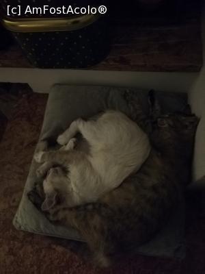 [P03] Singura bucurie au fost pisicile care au fost mai prietenoase decat personalul care nu a fost deloc empatic. » foto by lucianbure
 - 
<span class="allrVoted glyphicon glyphicon-heart hidden" id="av1193687"></span>
<a class="m-l-10 hidden" id="sv1193687" onclick="voting_Foto_DelVot(,1193687,5529)" role="button">șterge vot <span class="glyphicon glyphicon-remove"></span></a>
<a id="v91193687" class=" c-red"  onclick="voting_Foto_SetVot(1193687)" role="button"><span class="glyphicon glyphicon-heart-empty"></span> <b>LIKE</b> = Votează poza</a> <img class="hidden"  id="f1193687W9" src="/imagini/loader.gif" border="0" /><span class="AjErrMes hidden" id="e1193687ErM"></span>