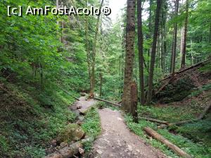 [P32] Poteca era destul de alunecoasă, așadar trebuie multă atenție și la coborâre!  » foto by Floryn81
 - 
<span class="allrVoted glyphicon glyphicon-heart hidden" id="av1080568"></span>
<a class="m-l-10 hidden" id="sv1080568" onclick="voting_Foto_DelVot(,1080568,5531)" role="button">șterge vot <span class="glyphicon glyphicon-remove"></span></a>
<a id="v91080568" class=" c-red"  onclick="voting_Foto_SetVot(1080568)" role="button"><span class="glyphicon glyphicon-heart-empty"></span> <b>LIKE</b> = Votează poza</a> <img class="hidden"  id="f1080568W9" src="/imagini/loader.gif" border="0" /><span class="AjErrMes hidden" id="e1080568ErM"></span>