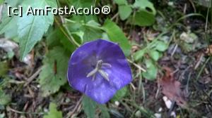 [P17] floricele pe stânci, în canion.  » foto by maryka
 - 
<span class="allrVoted glyphicon glyphicon-heart hidden" id="av777806"></span>
<a class="m-l-10 hidden" id="sv777806" onclick="voting_Foto_DelVot(,777806,5531)" role="button">șterge vot <span class="glyphicon glyphicon-remove"></span></a>
<a id="v9777806" class=" c-red"  onclick="voting_Foto_SetVot(777806)" role="button"><span class="glyphicon glyphicon-heart-empty"></span> <b>LIKE</b> = Votează poza</a> <img class="hidden"  id="f777806W9" src="/imagini/loader.gif" border="0" /><span class="AjErrMes hidden" id="e777806ErM"></span>