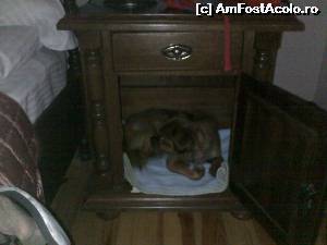 [P38]  :))) aici dormea Bitza. In noptiera...  » foto by vega06
 - 
<span class="allrVoted glyphicon glyphicon-heart hidden" id="av565077"></span>
<a class="m-l-10 hidden" id="sv565077" onclick="voting_Foto_DelVot(,565077,5537)" role="button">șterge vot <span class="glyphicon glyphicon-remove"></span></a>
<a id="v9565077" class=" c-red"  onclick="voting_Foto_SetVot(565077)" role="button"><span class="glyphicon glyphicon-heart-empty"></span> <b>LIKE</b> = Votează poza</a> <img class="hidden"  id="f565077W9" src="/imagini/loader.gif" border="0" /><span class="AjErrMes hidden" id="e565077ErM"></span>