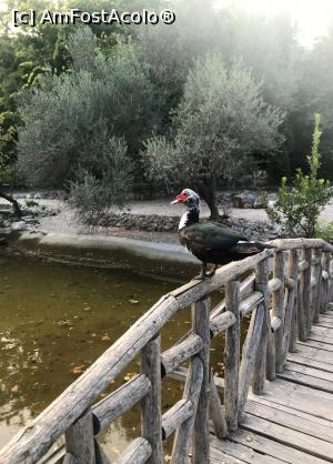 [P01] Locatar din gradina botanica » foto by sempreturist
 - 
<span class="allrVoted glyphicon glyphicon-heart hidden" id="av1346544"></span>
<a class="m-l-10 hidden" id="sv1346544" onclick="voting_Foto_DelVot(,1346544,5571)" role="button">șterge vot <span class="glyphicon glyphicon-remove"></span></a>
<a id="v91346544" class=" c-red"  onclick="voting_Foto_SetVot(1346544)" role="button"><span class="glyphicon glyphicon-heart-empty"></span> <b>LIKE</b> = Votează poza</a> <img class="hidden"  id="f1346544W9" src="/imagini/loader.gif" border="0" /><span class="AjErrMes hidden" id="e1346544ErM"></span>
