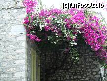 [P10] Flori in insula Poros. » foto by iulianic
 - 
<span class="allrVoted glyphicon glyphicon-heart hidden" id="av227454"></span>
<a class="m-l-10 hidden" id="sv227454" onclick="voting_Foto_DelVot(,227454,5571)" role="button">șterge vot <span class="glyphicon glyphicon-remove"></span></a>
<a id="v9227454" class=" c-red"  onclick="voting_Foto_SetVot(227454)" role="button"><span class="glyphicon glyphicon-heart-empty"></span> <b>LIKE</b> = Votează poza</a> <img class="hidden"  id="f227454W9" src="/imagini/loader.gif" border="0" /><span class="AjErrMes hidden" id="e227454ErM"></span>