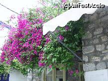 [P09] Flori in insula Poros. » foto by iulianic
 - 
<span class="allrVoted glyphicon glyphicon-heart hidden" id="av227453"></span>
<a class="m-l-10 hidden" id="sv227453" onclick="voting_Foto_DelVot(,227453,5571)" role="button">șterge vot <span class="glyphicon glyphicon-remove"></span></a>
<a id="v9227453" class=" c-red"  onclick="voting_Foto_SetVot(227453)" role="button"><span class="glyphicon glyphicon-heart-empty"></span> <b>LIKE</b> = Votează poza</a> <img class="hidden"  id="f227453W9" src="/imagini/loader.gif" border="0" /><span class="AjErrMes hidden" id="e227453ErM"></span>
