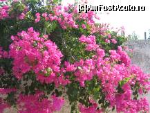 [P13] Tufe de Bougainvillea in plina floare » foto by Irina1974
 - 
<span class="allrVoted glyphicon glyphicon-heart hidden" id="av80875"></span>
<a class="m-l-10 hidden" id="sv80875" onclick="voting_Foto_DelVot(,80875,5571)" role="button">șterge vot <span class="glyphicon glyphicon-remove"></span></a>
<a id="v980875" class=" c-red"  onclick="voting_Foto_SetVot(80875)" role="button"><span class="glyphicon glyphicon-heart-empty"></span> <b>LIKE</b> = Votează poza</a> <img class="hidden"  id="f80875W9" src="/imagini/loader.gif" border="0" /><span class="AjErrMes hidden" id="e80875ErM"></span>
