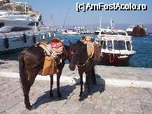 [P11] Magarusii asteapta cuminti, in port, sosirea turistilor » foto by krondia*
 - 
<span class="allrVoted glyphicon glyphicon-heart hidden" id="av68074"></span>
<a class="m-l-10 hidden" id="sv68074" onclick="voting_Foto_DelVot(,68074,5571)" role="button">șterge vot <span class="glyphicon glyphicon-remove"></span></a>
<a id="v968074" class=" c-red"  onclick="voting_Foto_SetVot(68074)" role="button"><span class="glyphicon glyphicon-heart-empty"></span> <b>LIKE</b> = Votează poza</a> <img class="hidden"  id="f68074W9" src="/imagini/loader.gif" border="0" /><span class="AjErrMes hidden" id="e68074ErM"></span>