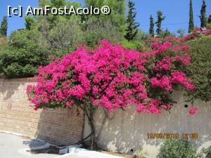 [P12] Flori la Mănăstirea Sf. Nectarie » foto by ANILU
 - 
<span class="allrVoted glyphicon glyphicon-heart hidden" id="av1113611"></span>
<a class="m-l-10 hidden" id="sv1113611" onclick="voting_Foto_DelVot(,1113611,5571)" role="button">șterge vot <span class="glyphicon glyphicon-remove"></span></a>
<a id="v91113611" class=" c-red"  onclick="voting_Foto_SetVot(1113611)" role="button"><span class="glyphicon glyphicon-heart-empty"></span> <b>LIKE</b> = Votează poza</a> <img class="hidden"  id="f1113611W9" src="/imagini/loader.gif" border="0" /><span class="AjErrMes hidden" id="e1113611ErM"></span>